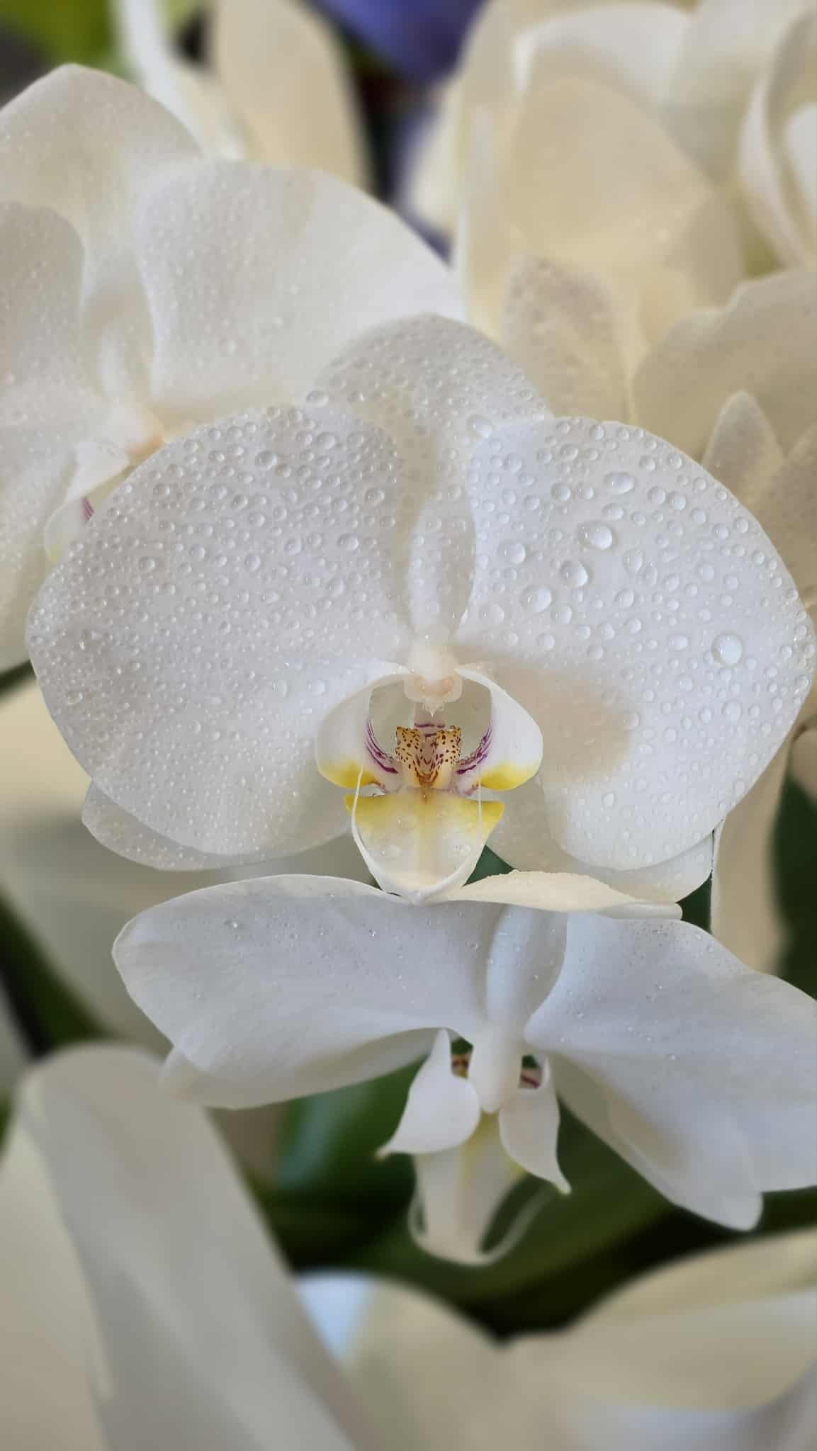 3093bbbf-bbea-4f1e-a7bb-674a9ae106bc